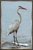 Great Blue Heron (Ardea herodias)