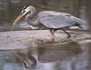 Great Blue Heron (Ardea herodias)