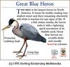 Great Blue Heron (Ardea herodias)