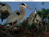 Great Blue Heron (Ardea herodias)