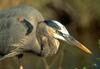 Great Blue Heron (Ardea herodias)