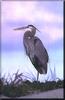 Great Blue Heron (Ardea herodias)