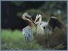 Great Blue Herons (Ardea herodias)