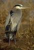 Great Blue Heron (Ardea herodias)