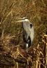 Great Blue Heron (Ardea herodias)