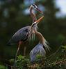 Great Blue Heron pair (Ardea herodias)