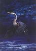 Great Blue Heron (Ardea herodias)