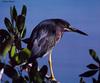 Green Heron (Butorides virescens)