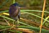 Green Heron (Butorides virescens)