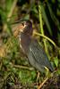 Green Heron (Butorides virescens)