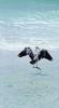 Little Blue Heron (Egretta caerulea)