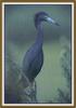 Little Blue Heron (Egretta caerulea)