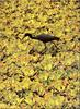 Little Blue Heron (Egretta caerulea)