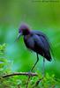 Little Blue Heron (Egretta caerulea)