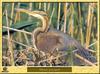 Purple Heron (Ardea purpurea)