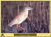 Squacco Heron (Ardeola ralloides)