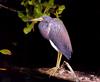 Tricolored Heron (Egretta tricolor)