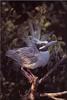 Yellow-crowned Night Heron (Nyctanassa violacea)