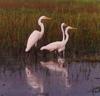 Egrets (Egretta sp.)