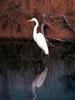 Egret (Egretta sp.)