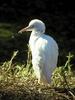 Egret (Egretta sp.)