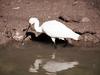 Egret (Egretta sp.)