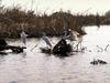 Egrets (Egretta sp.)