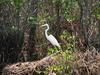 Egret (Egretta sp.)