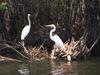 Egrets (Egretta sp.)