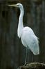 Egret (Egretta sp.)