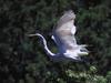 Egret (Egretta sp.)