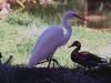 Egret (Egretta sp.)