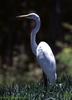 Egret (Egretta sp.)