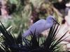 Egret (Egretta sp.)