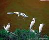 Egrets (Egretta sp.)