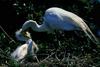 Egret & chicks (Egretta sp.)