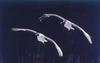 Egrets (Egretta sp.)