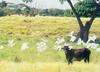 Egrets (Egretta sp.)