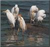 Cattle Egret flock (Bubulcus ibis)