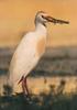 Cattle Egret (Bubulcus ibis)