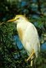 Cattle Egret (Bubulcus ibis)