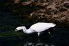 Great Egret (Egretta alba)