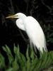 Great Egret (Egretta alba)