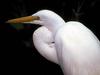 Great Egret (Egretta alba)