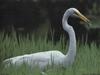 Great Egret (Egretta alba)