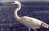 Great Egret (Egretta alba)