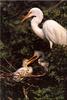 Great Egret & chicks (Egretta alba)
