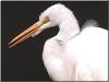 Great Egret (Egretta alba)