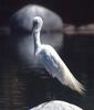 Great Egret (Egretta alba)