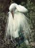 Great Egret (Egretta alba)